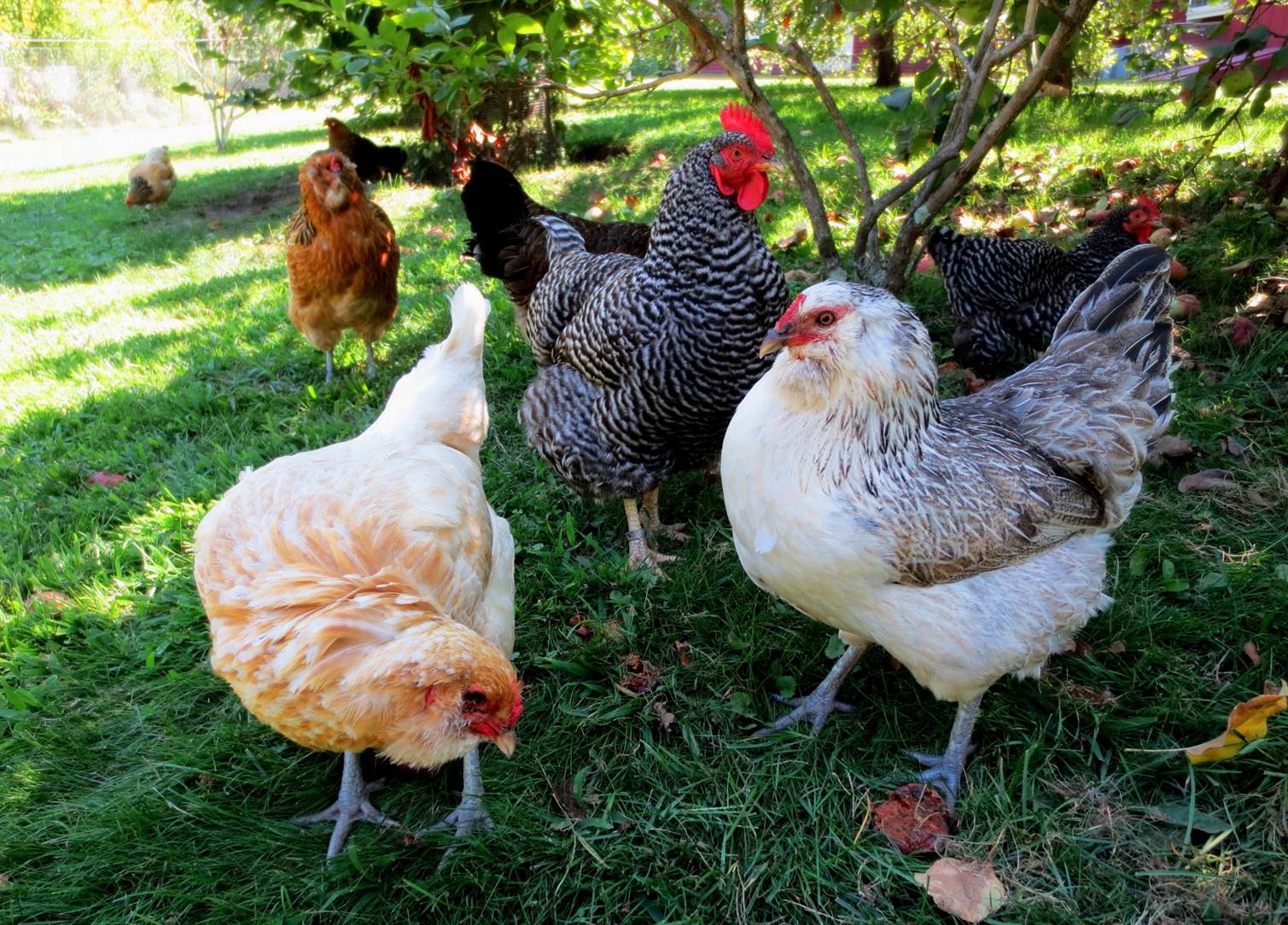 Pros and Cons of Backyard Chickens 