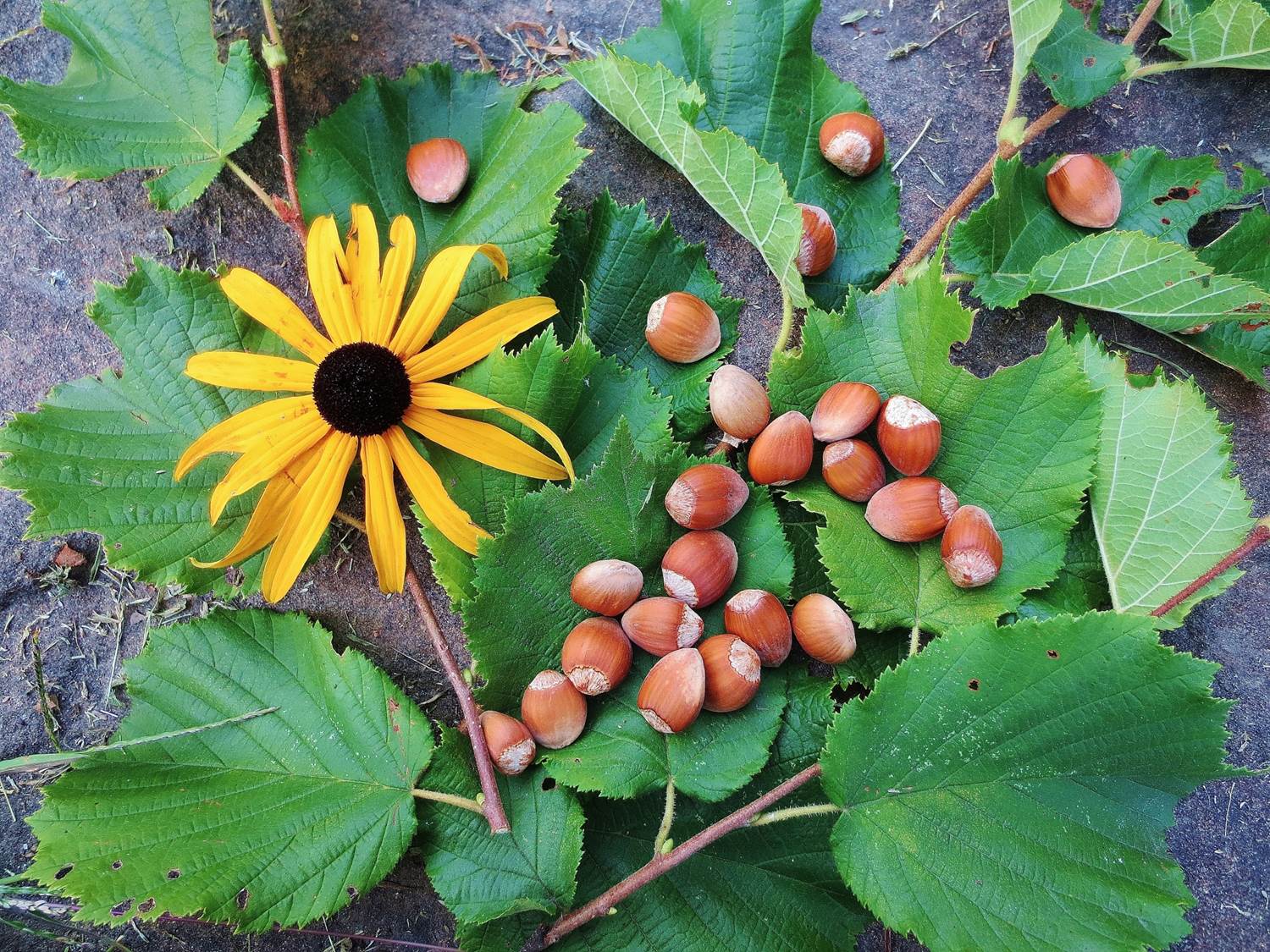 hazelnuts-foraging-for-american-and-beaked-hazelnuts