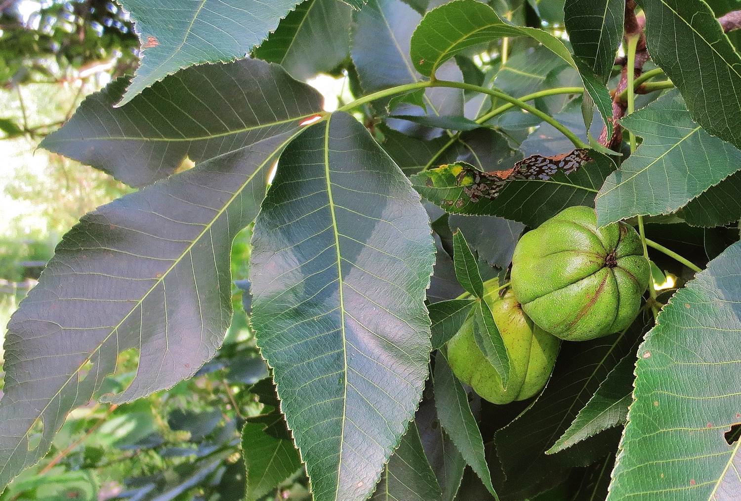 Hickory Nuts Foraging for Pignut and Shagbark Hickory Nuts