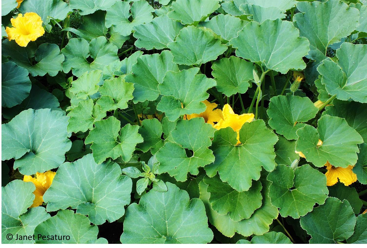 Squash Plants In Bloom 