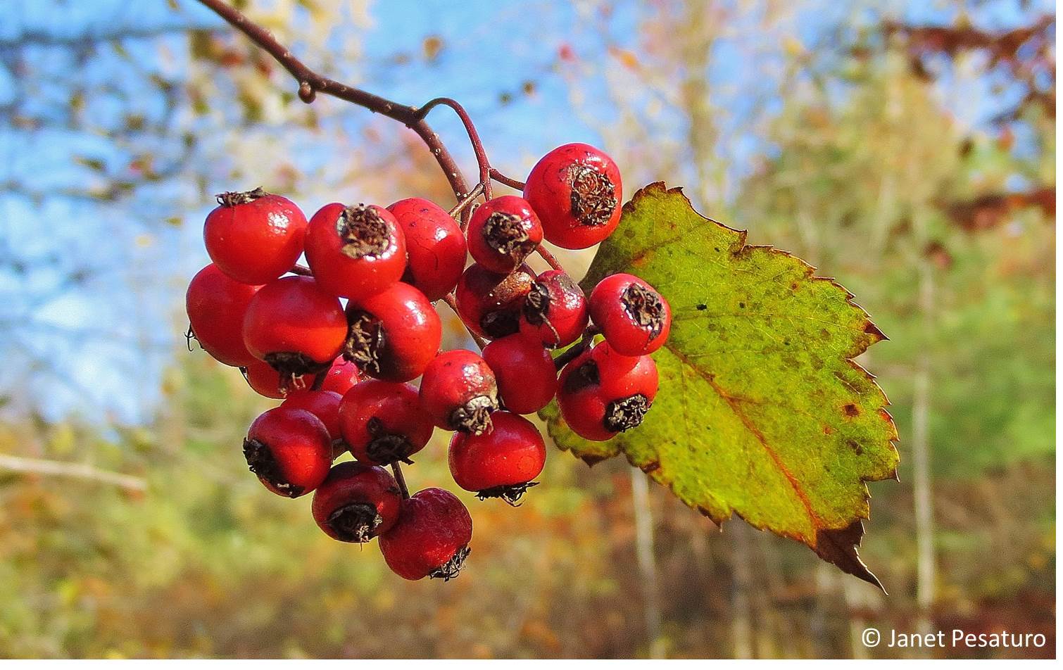 Hawthorn Berries Identify Harvest And Make An Extract One Acre Farm