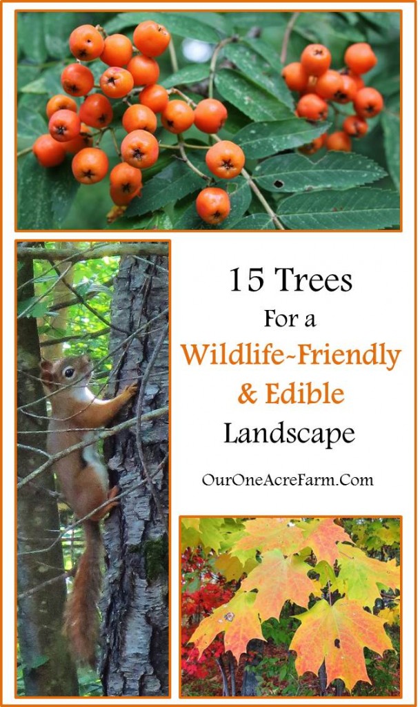 Trees for a wildlife-friendly, edible landscape