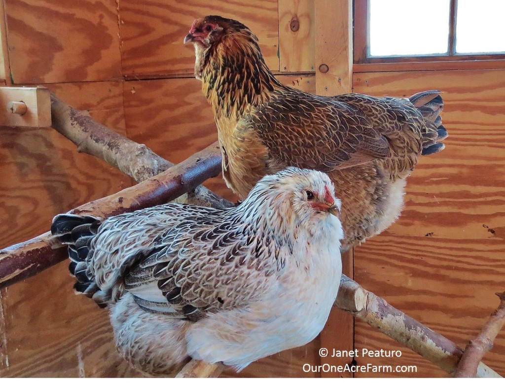 Two hens resting on rustic roost. We’ve since switched to 2 x 4 ...