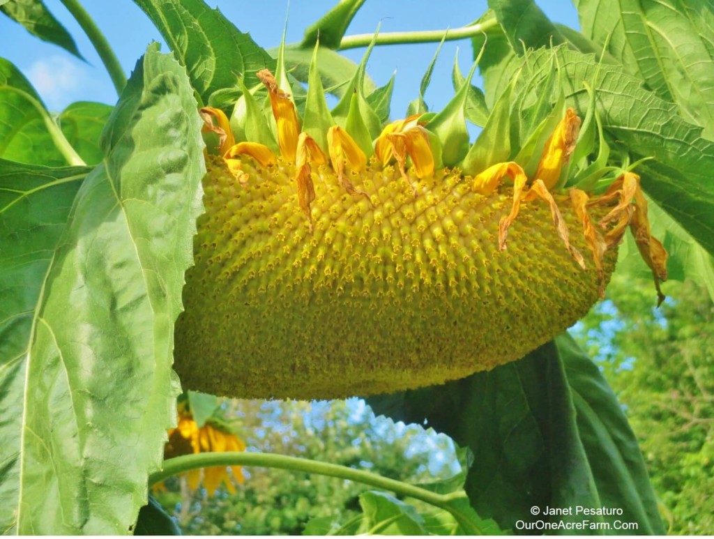 What is the best environment for sunflowers?