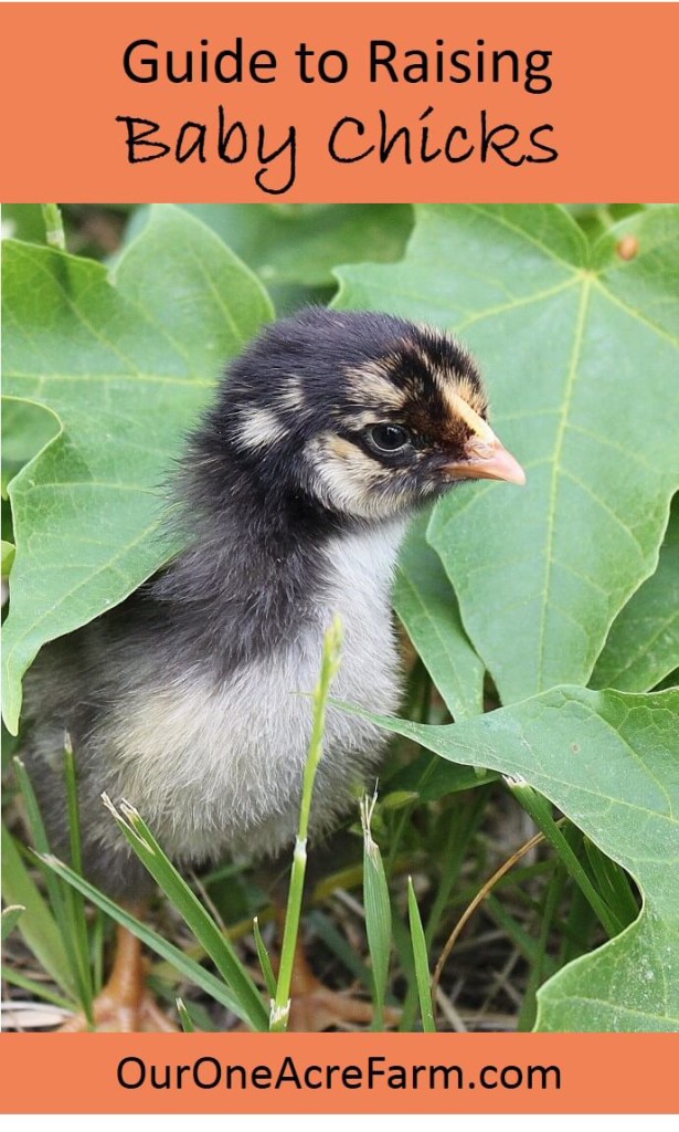 Raising Baby Chicks Without A Hen: The First 6 Weeks