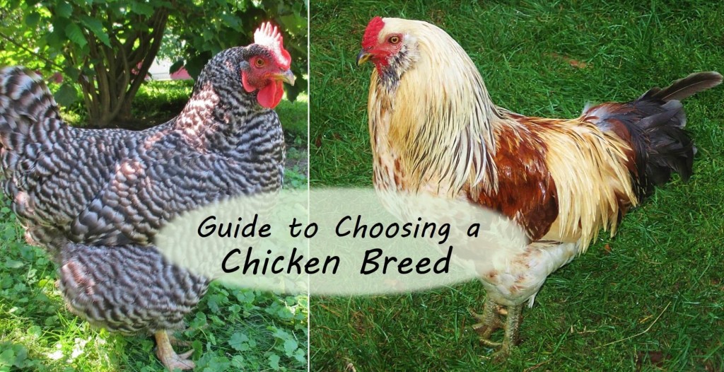 Guide To Choosing Chicken Breeds Pick The Best Breeds For Your Flock