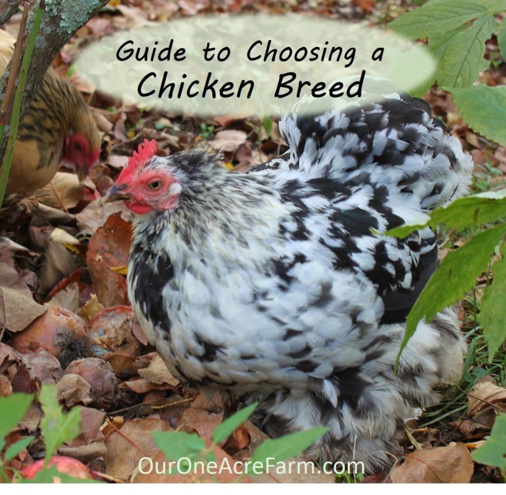 guide to choosing chicken breeds: pick the best breeds for your