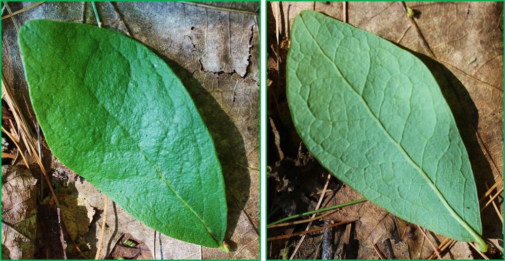 Leaf of black huckleberry, Gaylussacia baccata