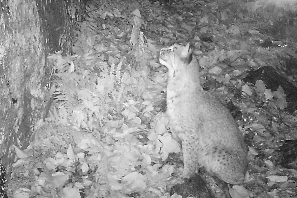 massachusetts bobcat, where to find bobcats, bobcat tracking