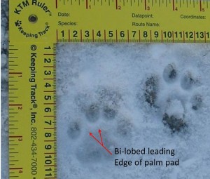 bobcat footprint
