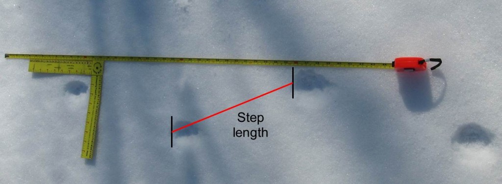 how to measure stride when tracking bobcats