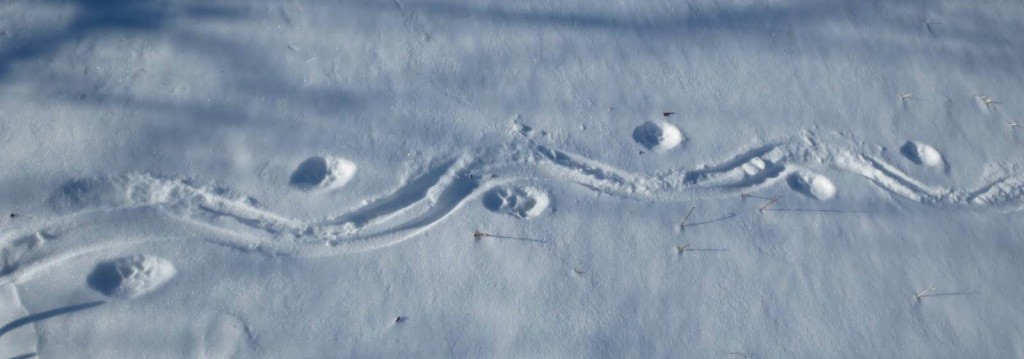 trail of bobcat tracks dragging prey