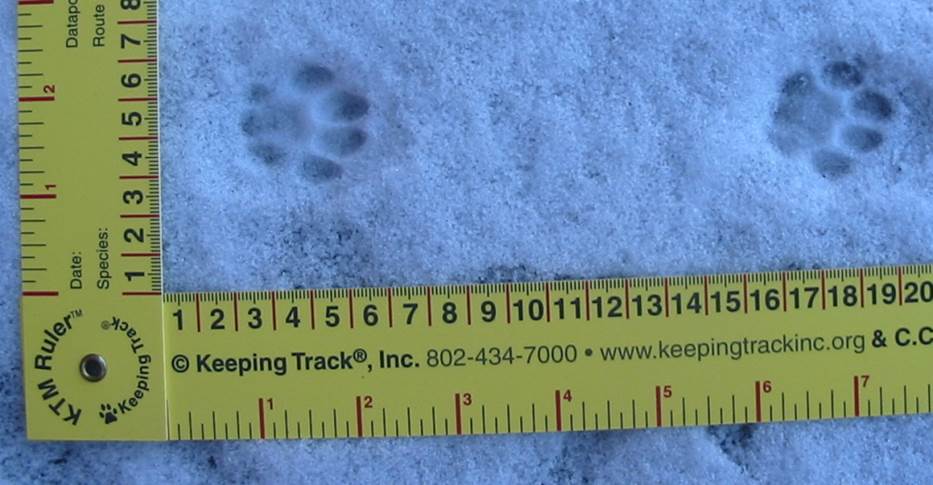 Tracking Bobcats in Massachusetts