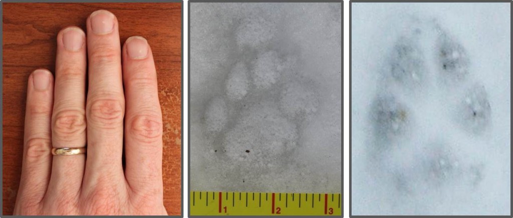 bobcat footprint compared to coyote track