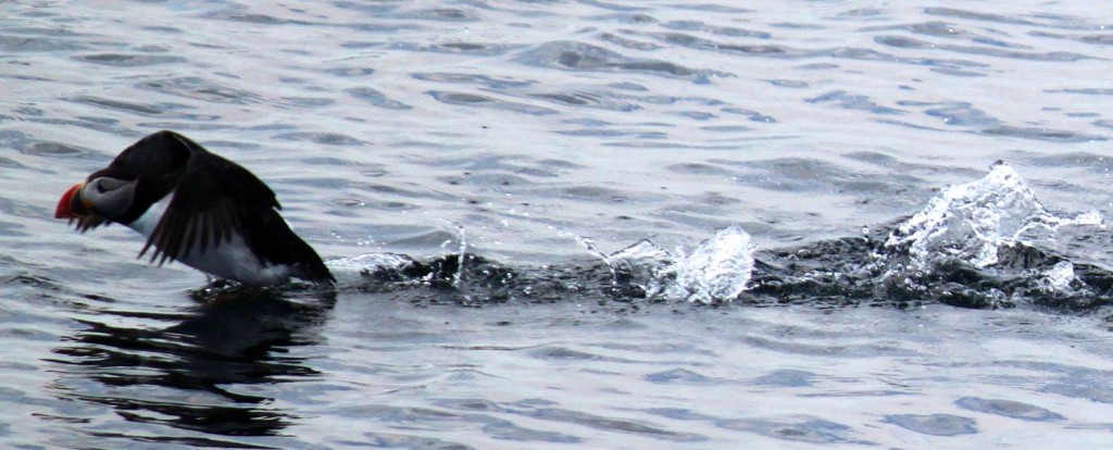 Puffin launching from water
