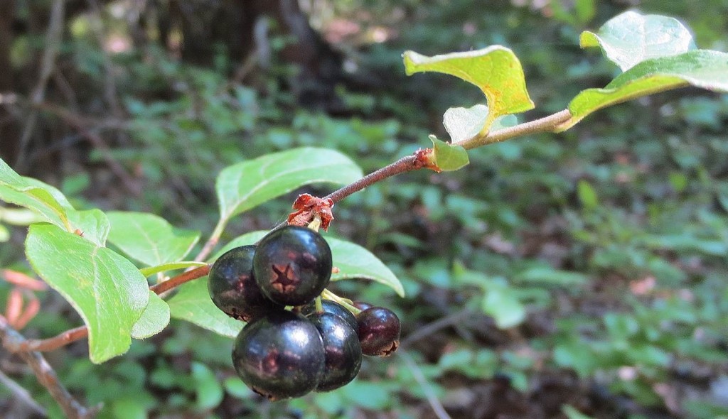 ripe black huckleberries on twig