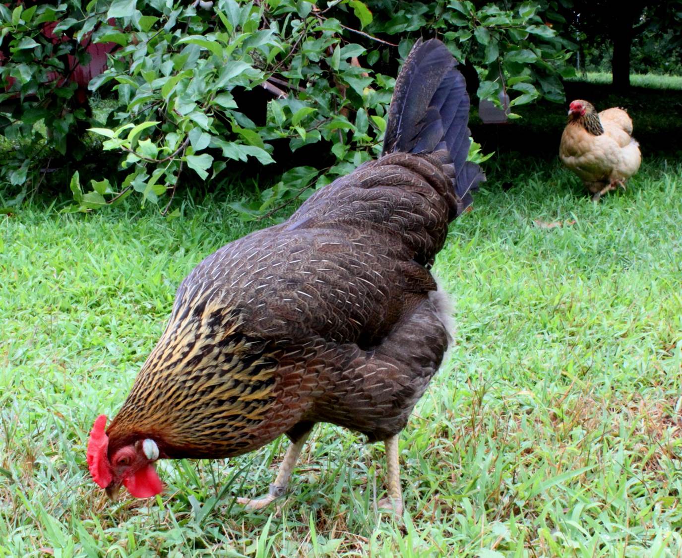 Pros and Cons of Backyard Chickens