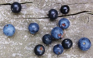 Black huckleberries (G. baccata) and blue huckleberries (G. frondosa)
