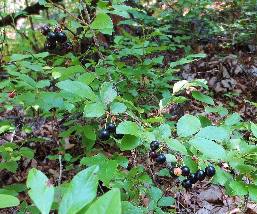 black huckleberry shrub with ripe berries
