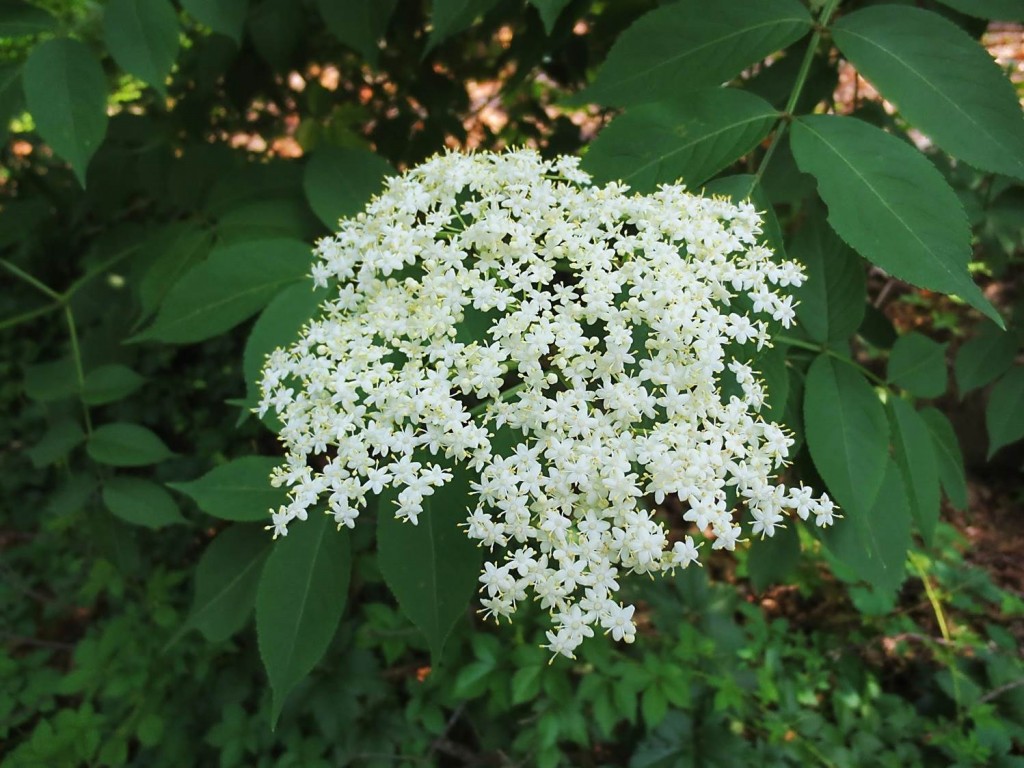 American elderberry flower cluster