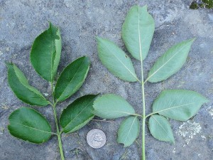 American elderberry leaves with coin placed for scale