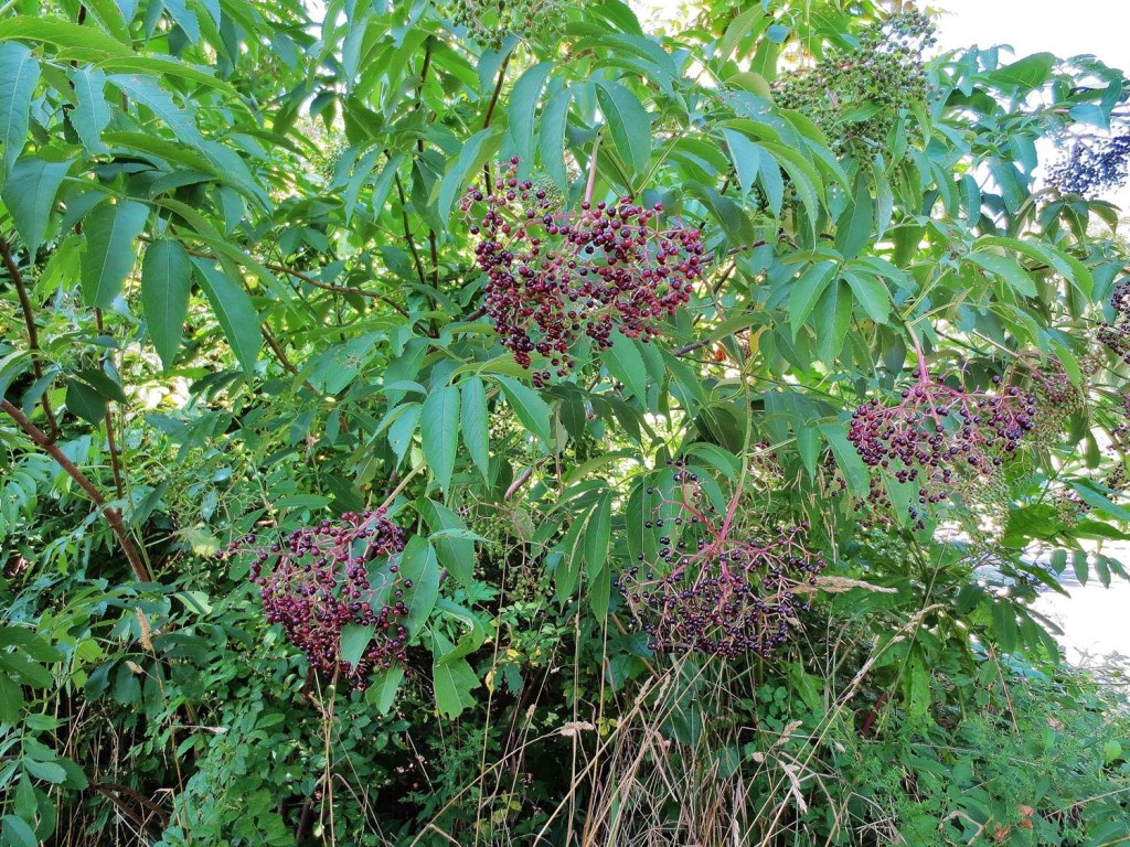 Roadside American elderberry shrub with ripening berries