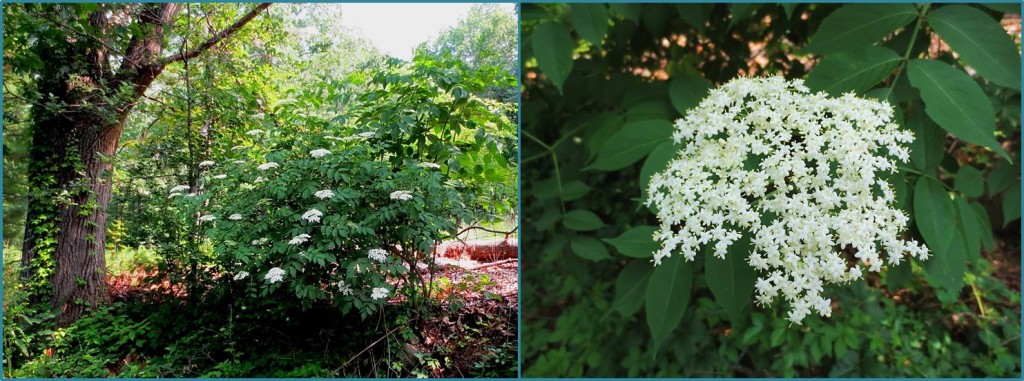 Blooming common elderberry shrub, and closeup of flower cluster. Recognizing these makes foraging for elderberries easier.