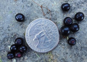 Closeup of American elderberries with coin placed for scale