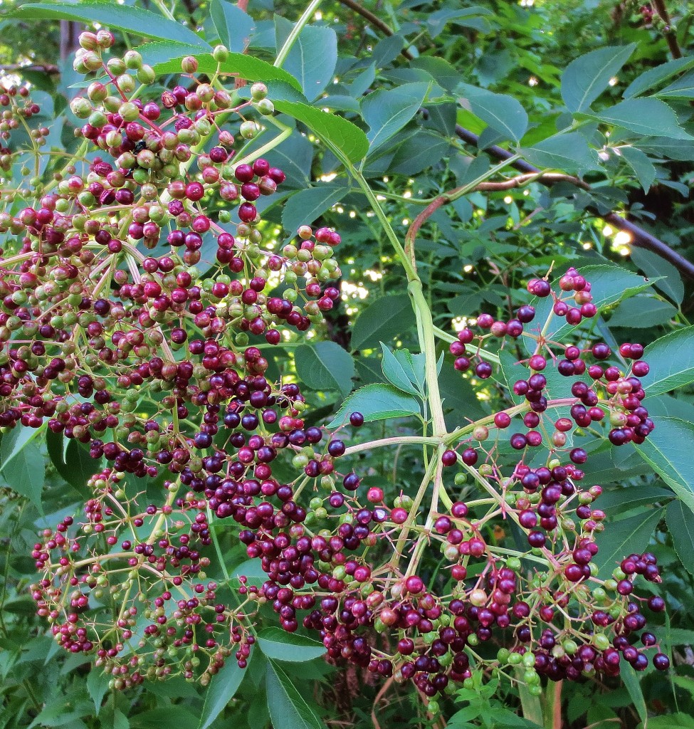 Foraging for Elderberries: How to identify, where to find it, and how to harvest the berries. Detailed photos for ID.