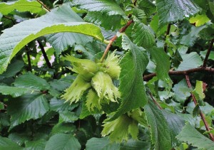 Cluster of American hazelnuts wrapped in involucres