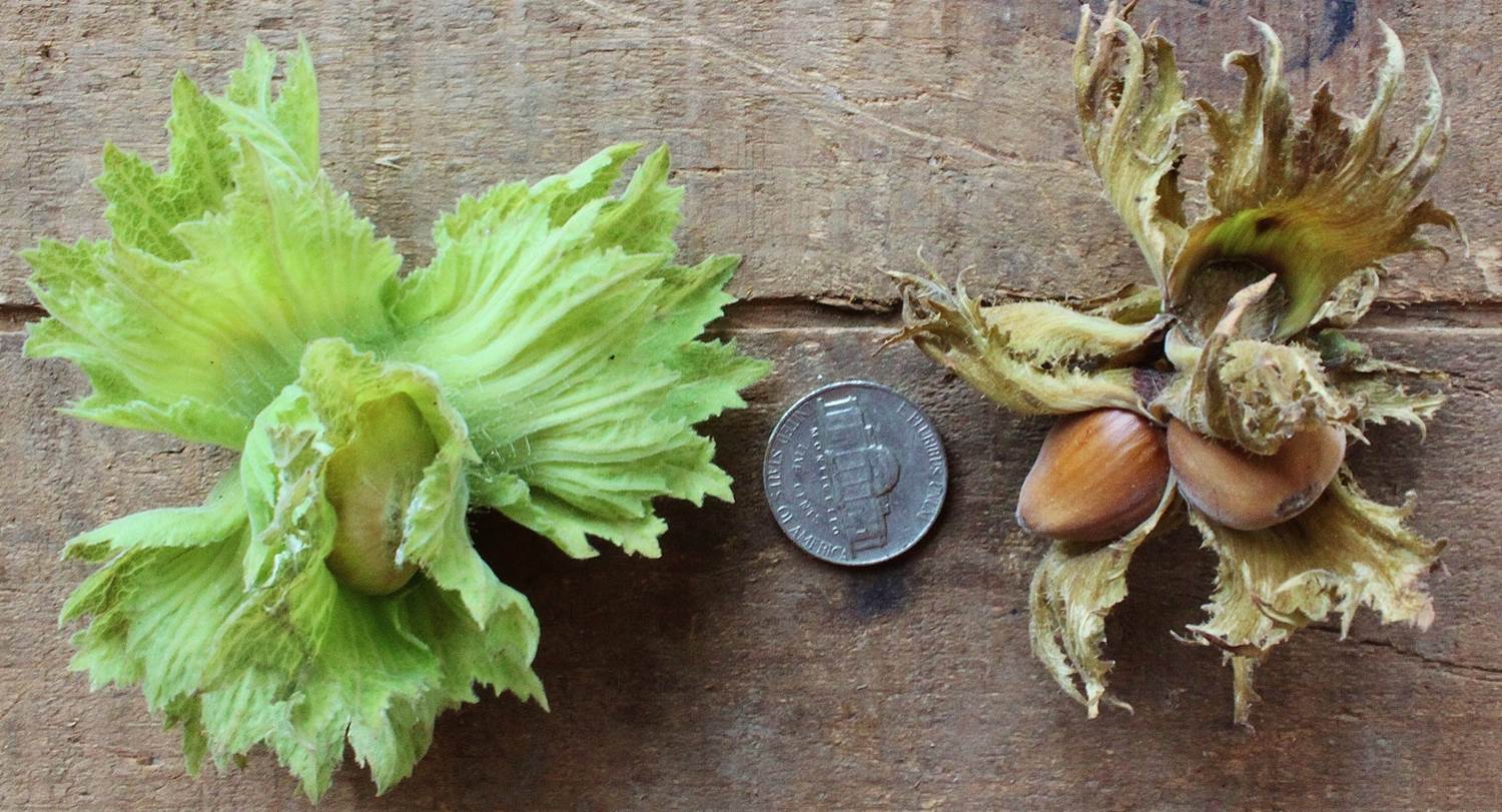 hazelnuts-foraging-for-american-and-beaked-hazelnuts