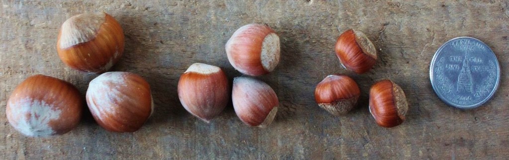 European hazelnuts left, hybrid American x European hazelnuts center, and American hazelnuts right