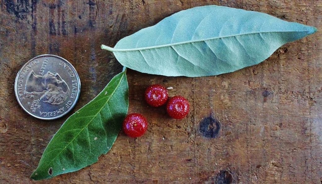 Autumn olive berries and leaves, with quarter for scale