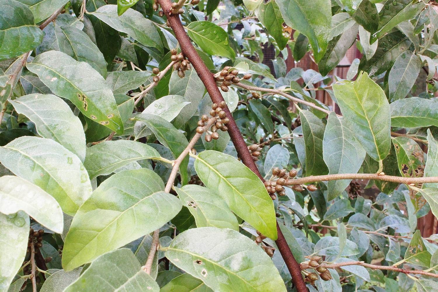 autumn olive tree identification