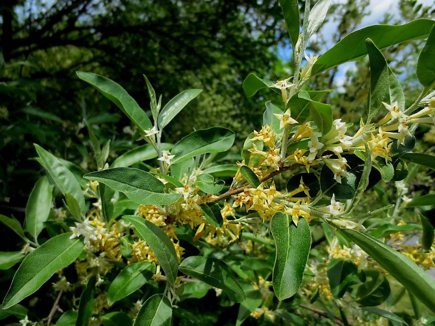 are russian olives poisonous to dogs