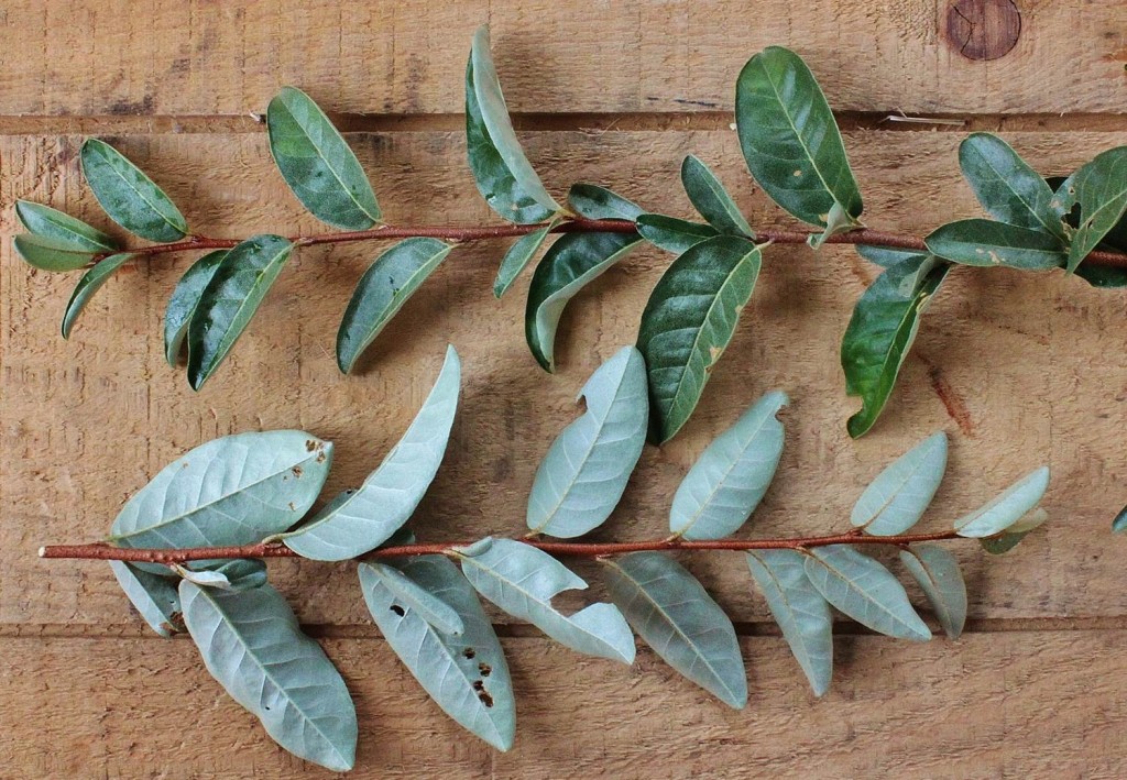 Leaves of Elaeagnus umbellata are rich green above and silvery underneath.