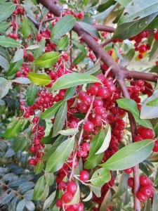 Autumn olive bush loaded with berries