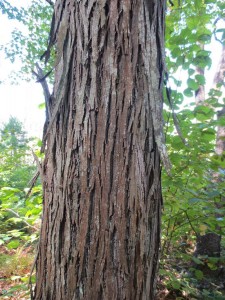 Peeling bark of shagbark hickory tree