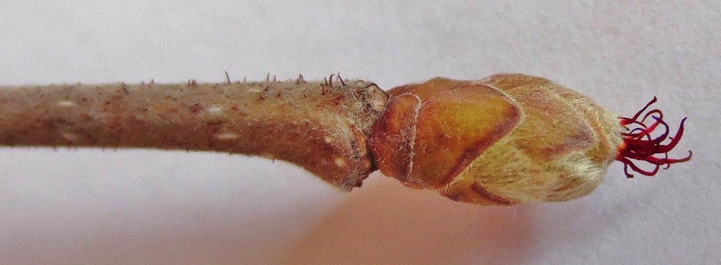 Female flower of American hazel, Corylus americana