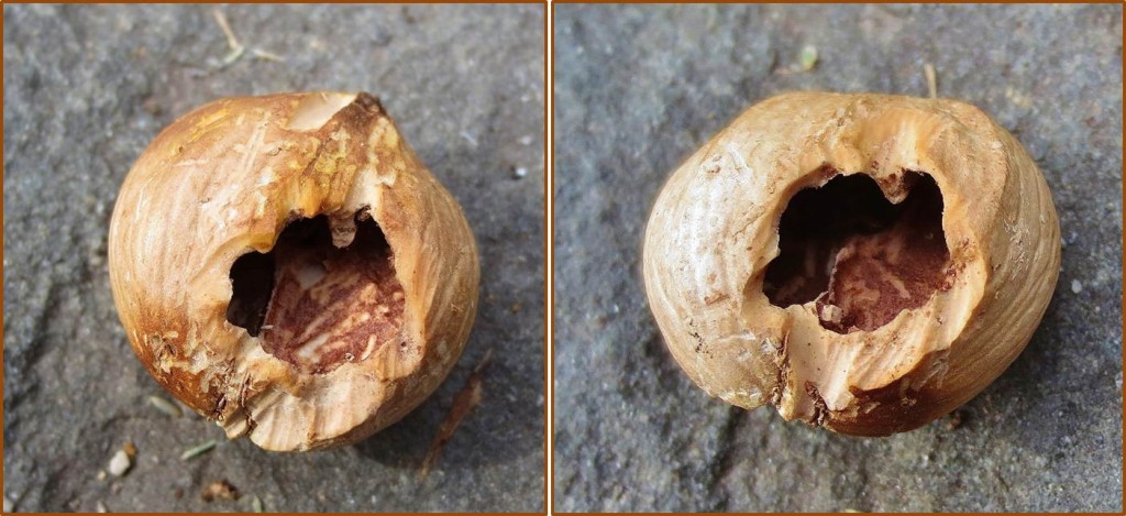 Hickory nut with hole on both sides