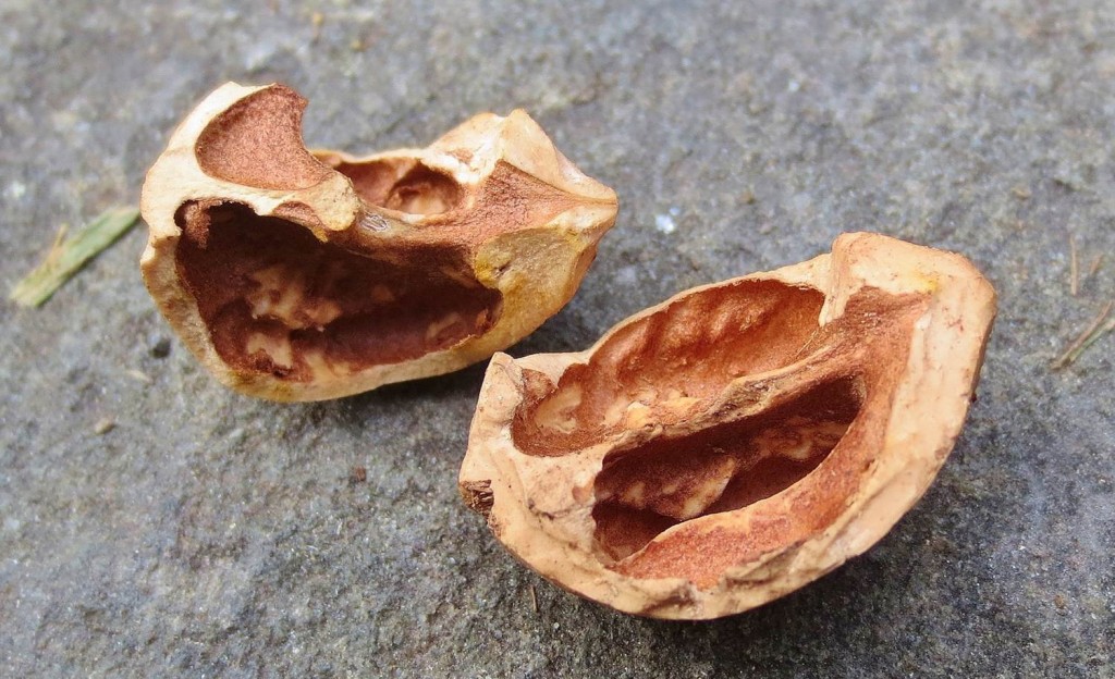 Hickory shell fragments