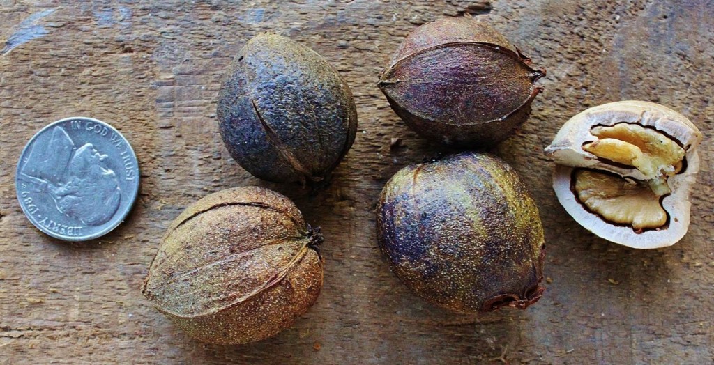The dry, brown husks of these pignuts remain tightly attached. They fall off in pieces as you crack them.