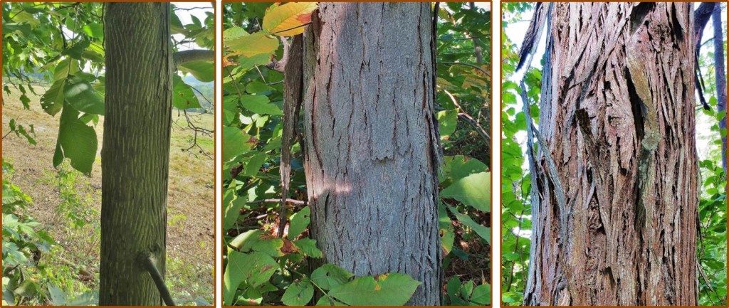 Bark of shagbark hickory trees, on (from left to right) 4 inch, 10 inch, and 16 inch diameter trunks. All three trees bore a lot of nuts.