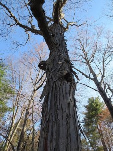 Mature shagbark hickory tree before leaf out in spring