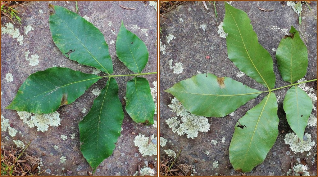 Compound leaves of shagbark hickory. Top on left, underside on right. Each leaf consists of 5 leaflets (sometimes 7). Pignut hickory leaves are similar.
