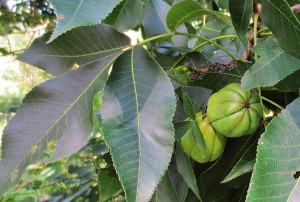 Shagbark hickory nuts usually grow singly or in pairs. This photo was taken in early August, when the nuts are large, but when husks are still fresh, green, and closed. They are not ready to pick.
