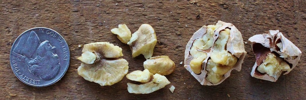 Shagbark hickory nut meats. It's challenging to get large fragments, and some pieces have to be removed from the shell with a picker.