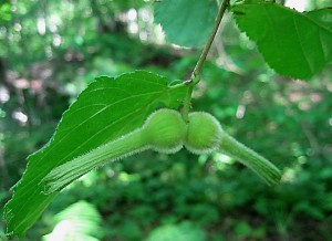 Cluster of beaked hazelnuts with involucres
