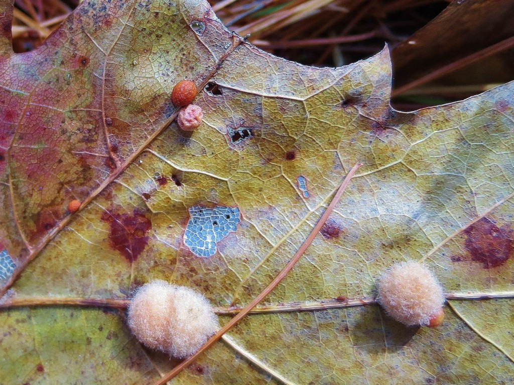 Wooly oak galls, and Polystepha pilulae gall (small dark gall at upper left)