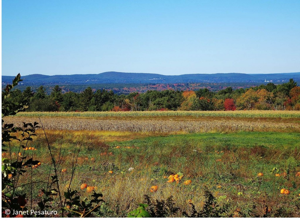 Ripe pumpkins and corn stalks grace the field at this New England family farm